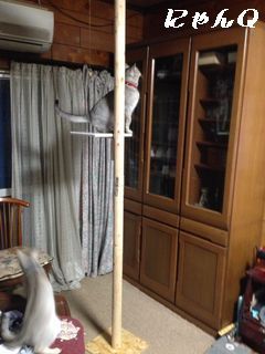 cat_tower14.jpg