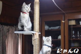cat_tower32.jpg
