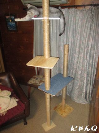cat_tower46.jpg