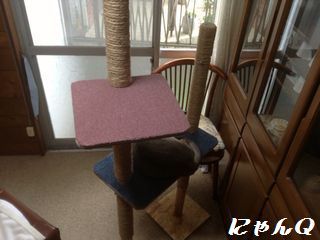 cat_tower47.jpg