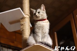 cat_tower49.jpg