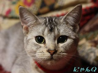 face_chacha1.jpg