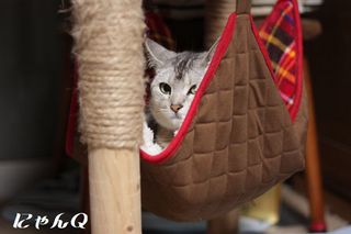 hammock02.jpg