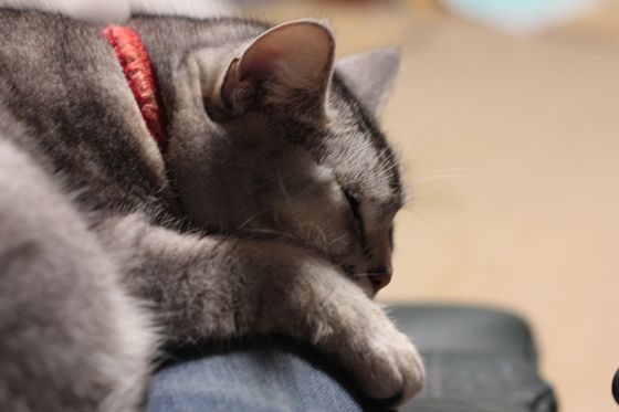 sleep06.jpg