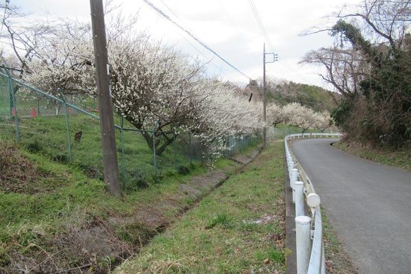 06_siroyama03.jpg
