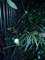 石楠花の蕾