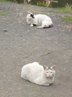 猫、ひなたぼっこ