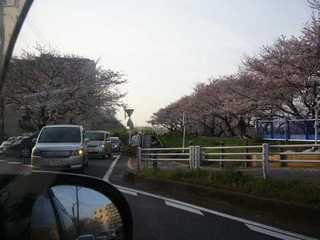 沿道の桜、満開