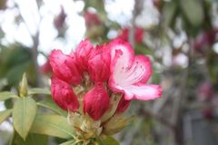 石楠花咲き始める