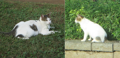 edogawa_cats.jpg