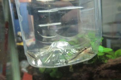 fish01.jpg
