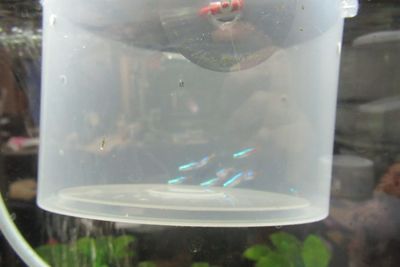 fish02.jpg