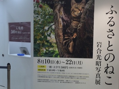 岩合さん_ふるさとのねこ