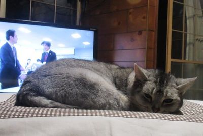 kotatsu03.jpg