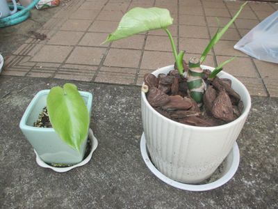monste01.jpg
