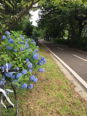多摩湖自転車道